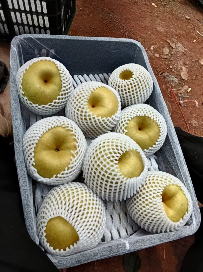 十全美梨