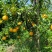 四川爱媛橙果冻橙原产地直发/现摘现发品质保证/一件代发