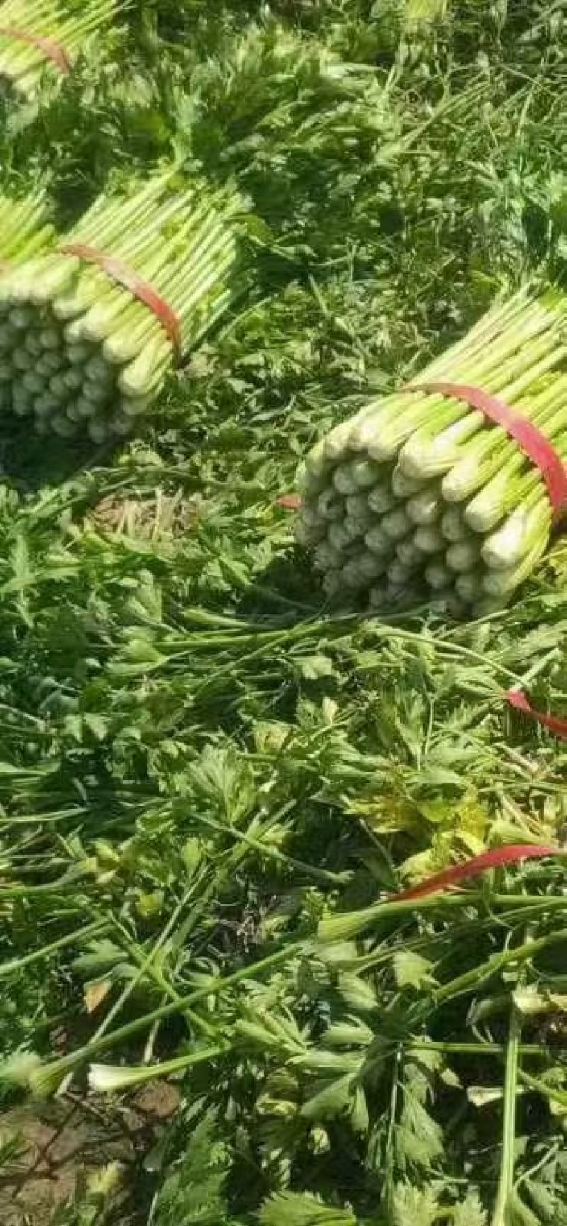 西芹上市啦禹城代收有要芹菜的进来看看看看
