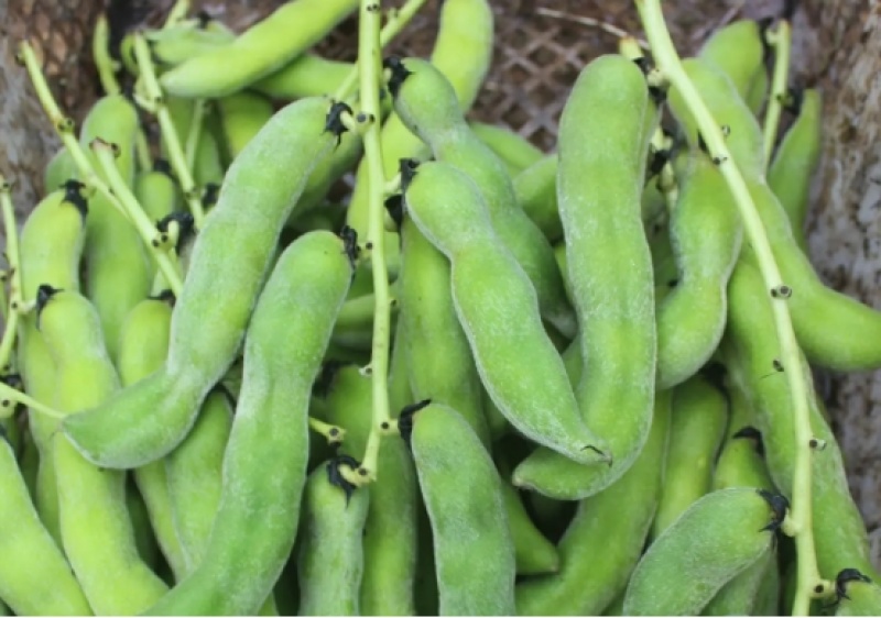 广西桂平产地直销狗儿豆狗爪豆质量保证一手货源全国发货