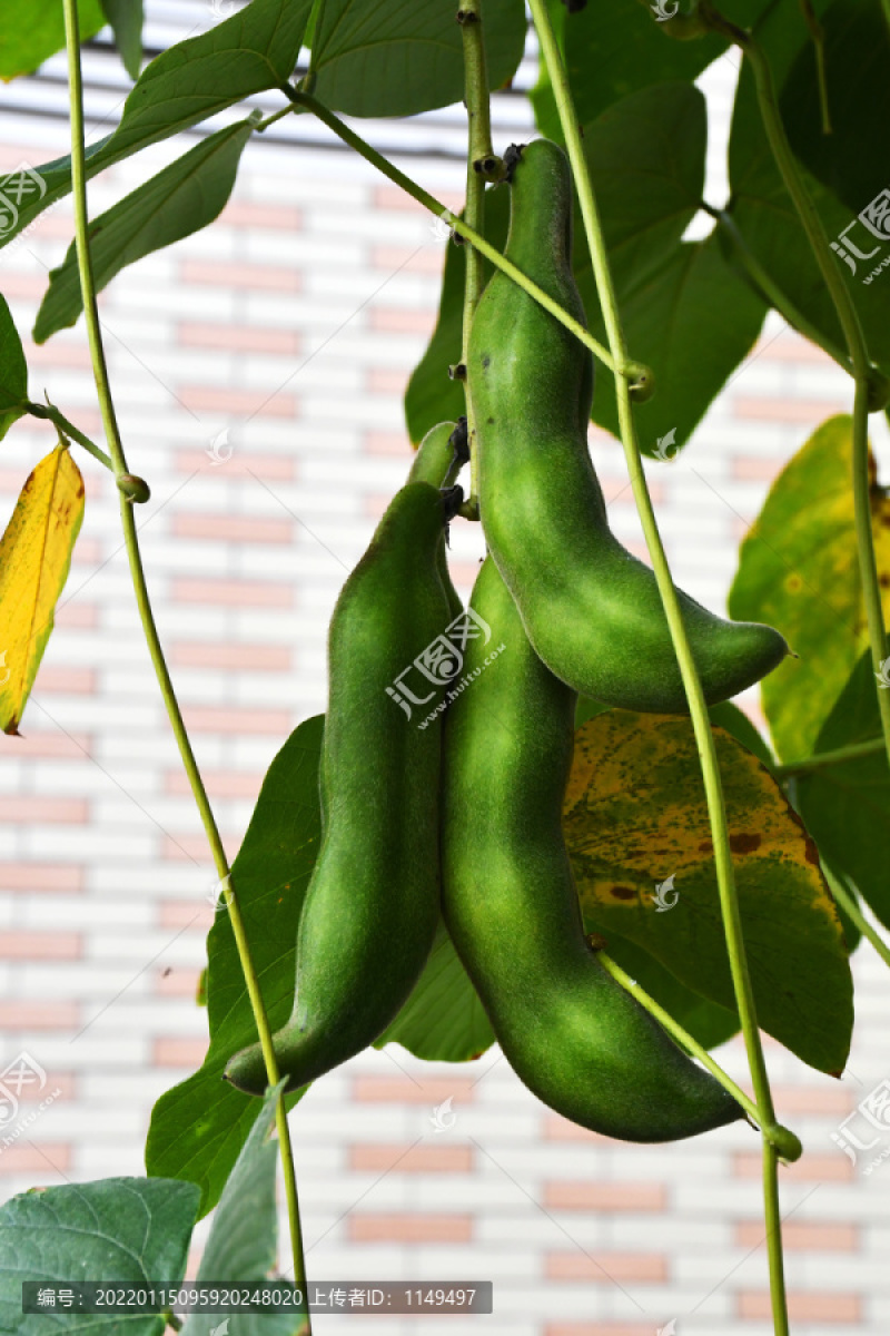 广西桂平产地直销狗儿豆狗爪豆质量保证一手货源全国发货