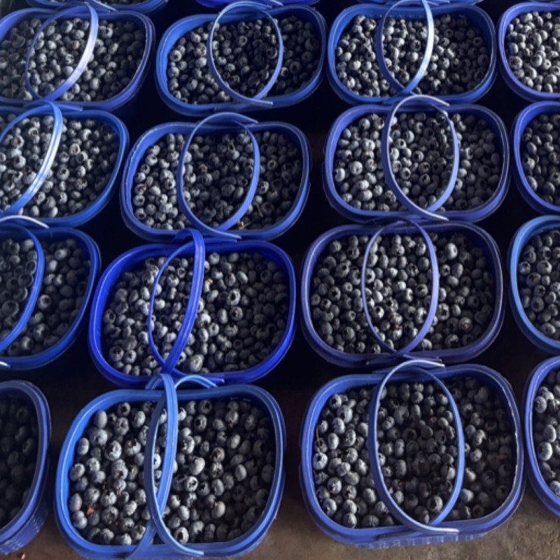 云南高原蓝莓出货量稳定一件代发档口对接私聊问价