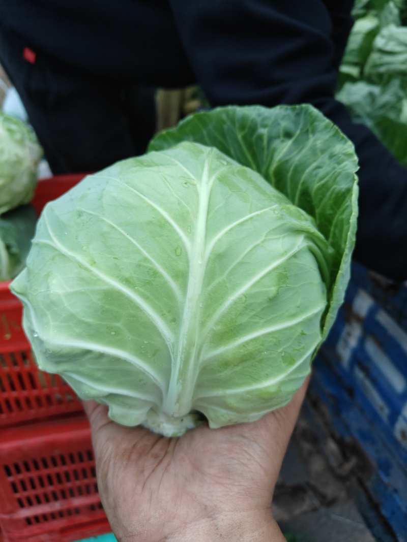 邯郸永年甘蓝