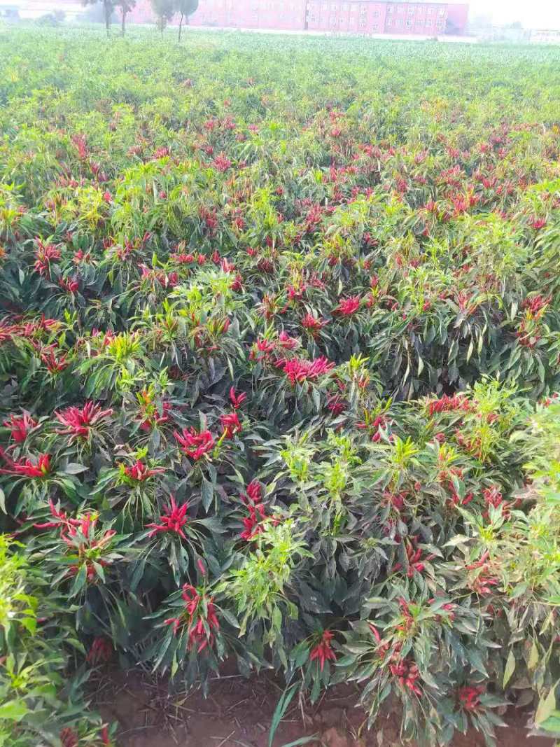 湿椒，特辣***********