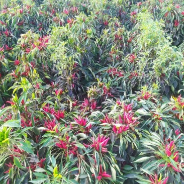 湿椒，特辣***********