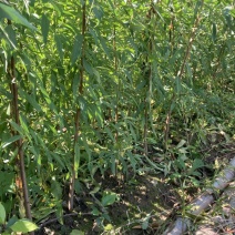 山桃苗