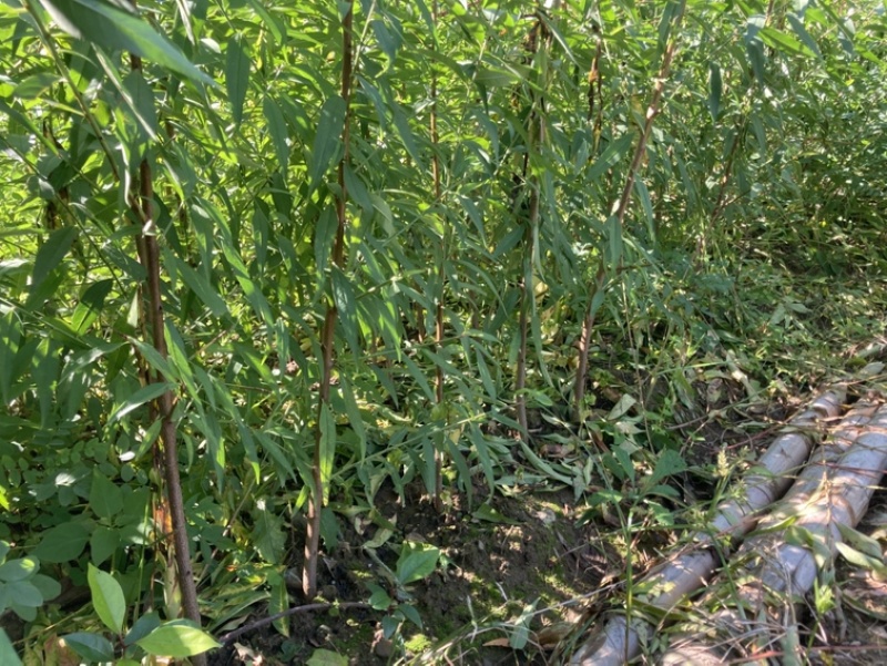 山桃苗