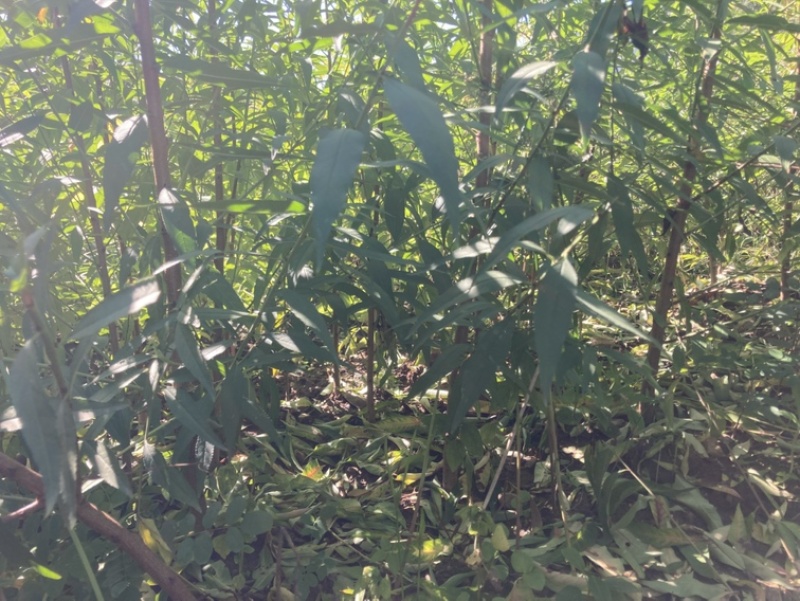 山桃苗