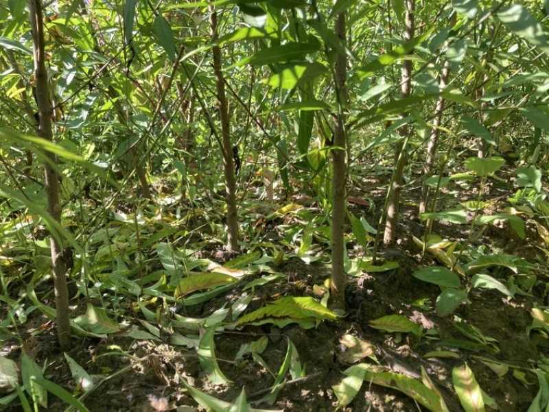 山桃苗