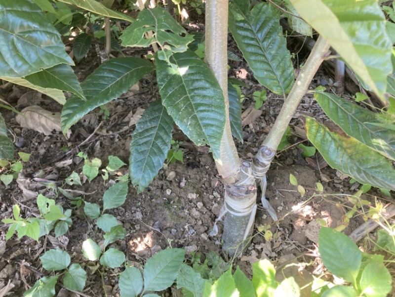 板栗嫁接苗