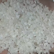 东北珍珠米
