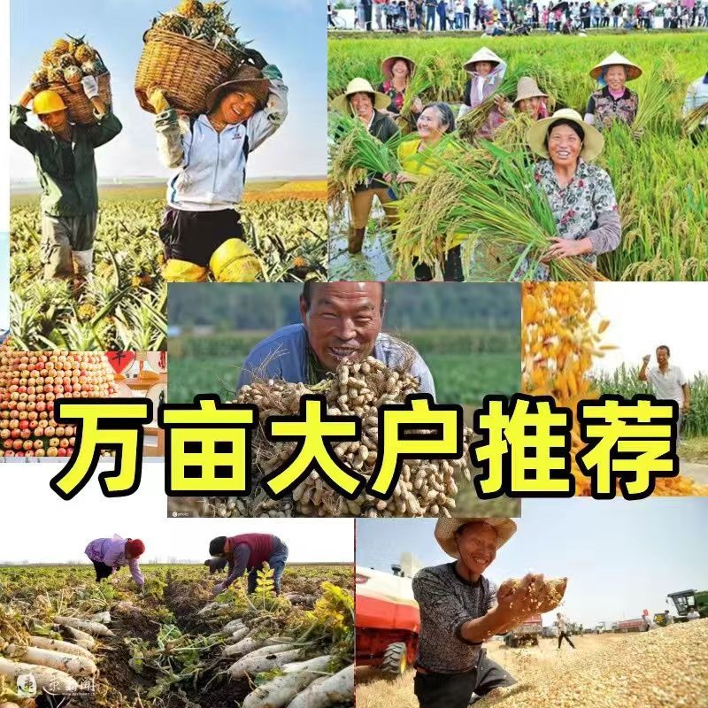 小麦测土配方肥科学配比含量齐全改善土壤板结提高肥料利用率