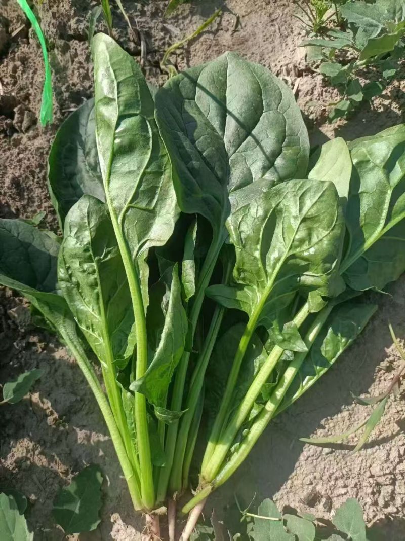 菠菜产地直销