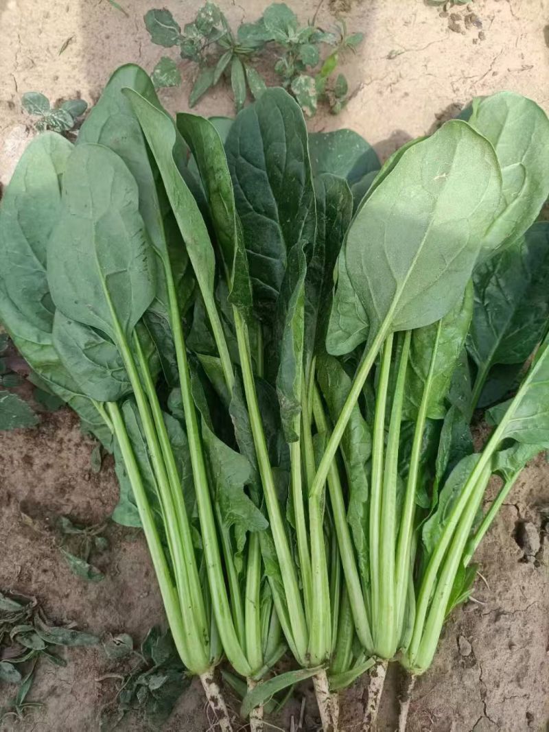 菠菜产地直销