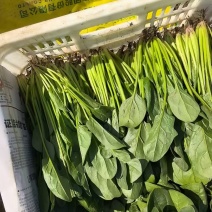 菠菜产地直销