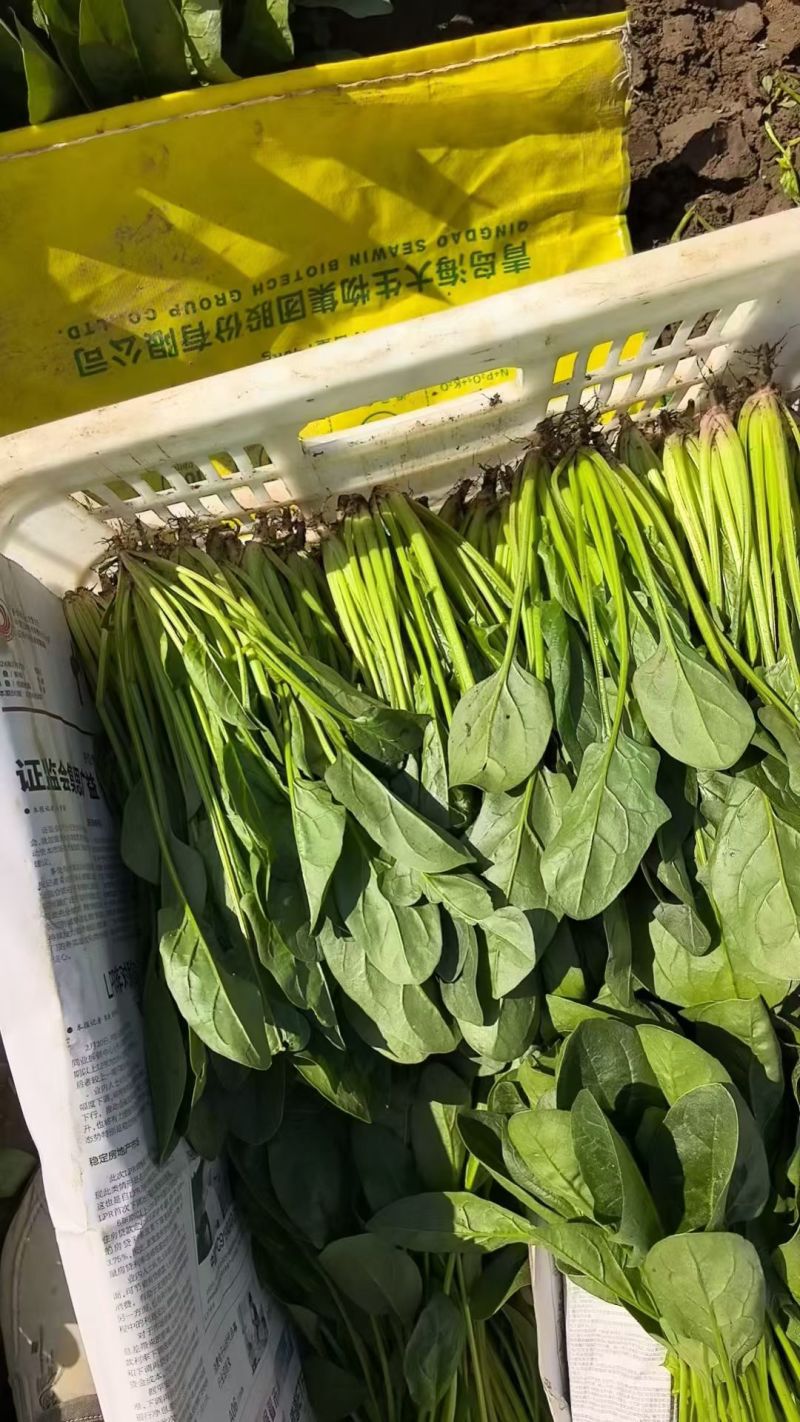 菠菜产地直销