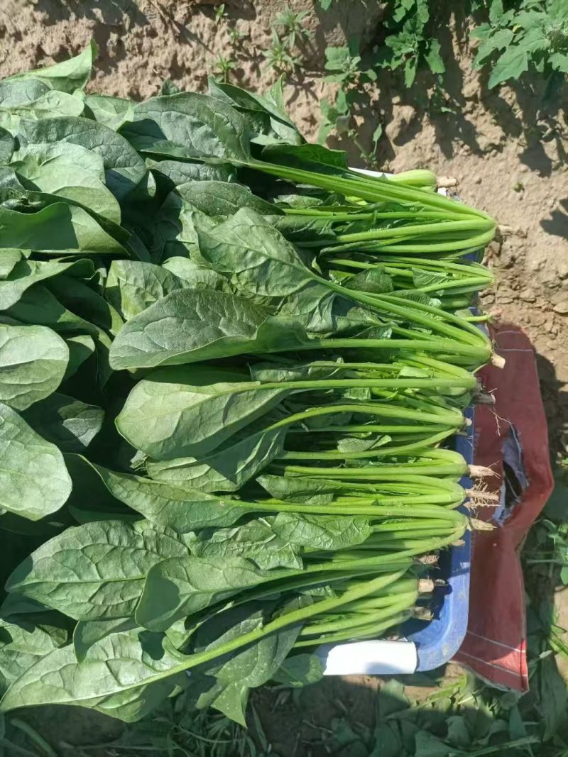 菠菜产地直销