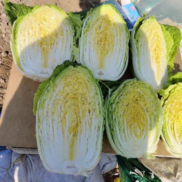 忻州本地，黄心娃娃菜，质量好，信誉高