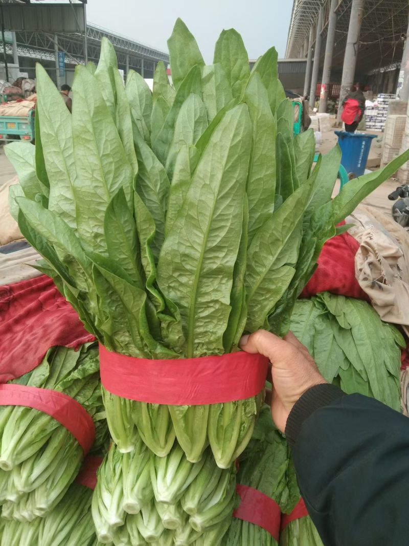 油麦菜产地直销