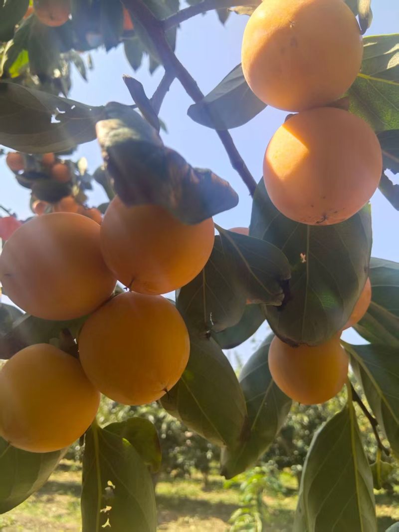 火葫芦柿子需要的老板联系