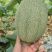 山东哈密瓜，西州蜜晓蜜25大棚种植，秋季瓜大量上市中