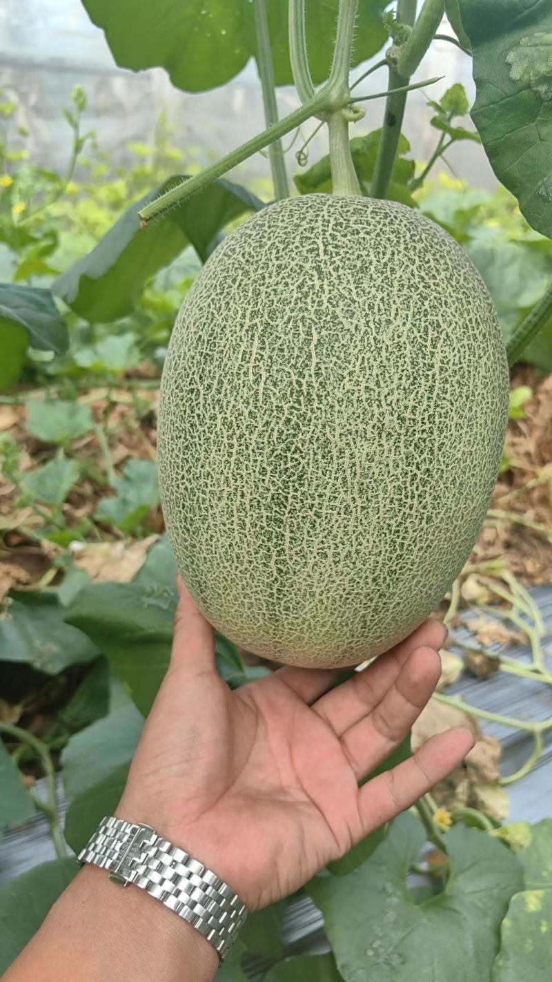 山东哈密瓜，西州蜜晓蜜25大棚种植，秋季瓜大量上市中