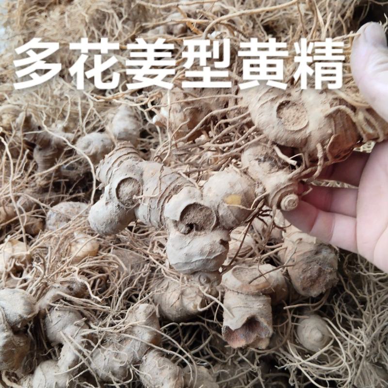 黄精