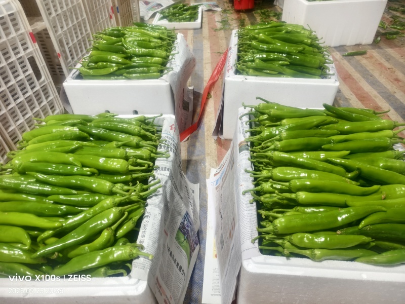 精品辣椒