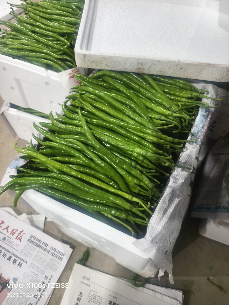 精品辣椒