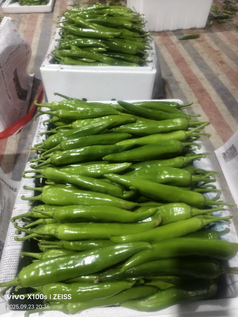 精品辣椒