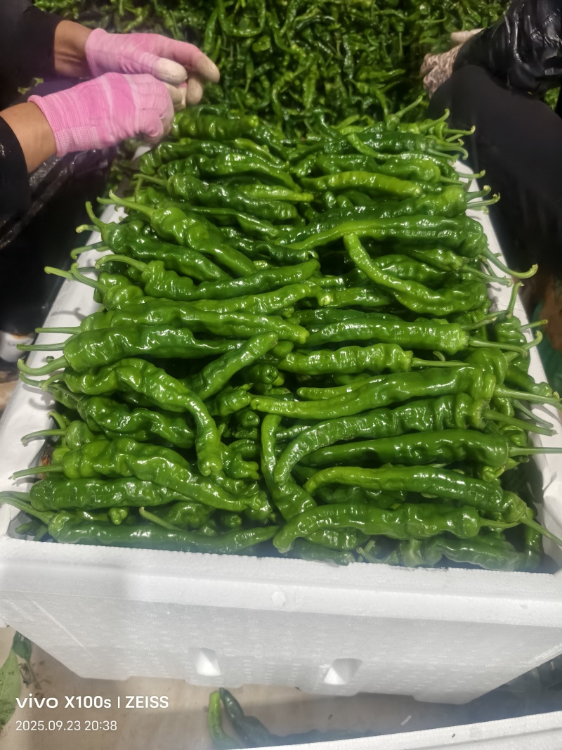 精品辣椒