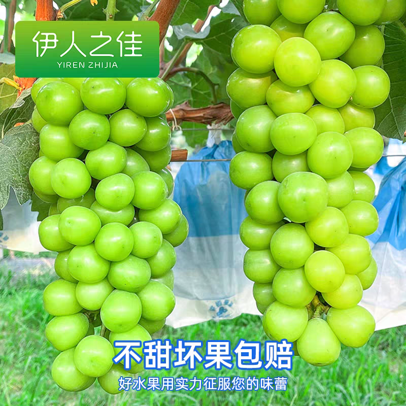 阳光玫瑰葡萄，甜度高，价格便宜个头大颗粒饱满，电商，超市