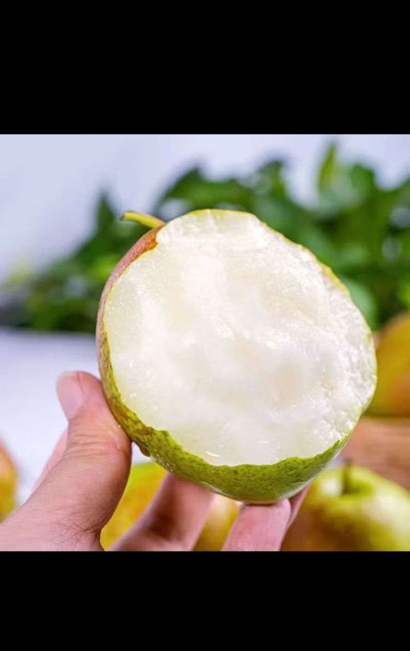 山西隰县玉露香梨