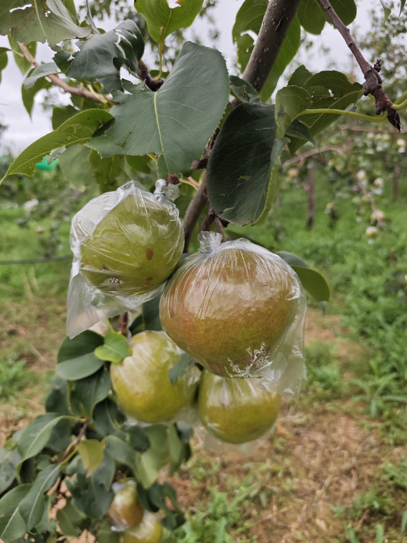 山西隰县玉露香梨