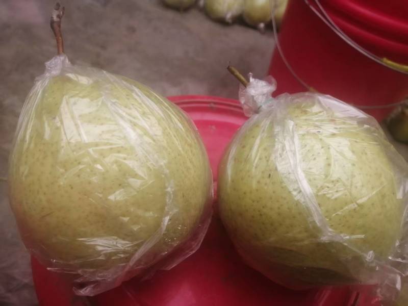 魏县鸭梨