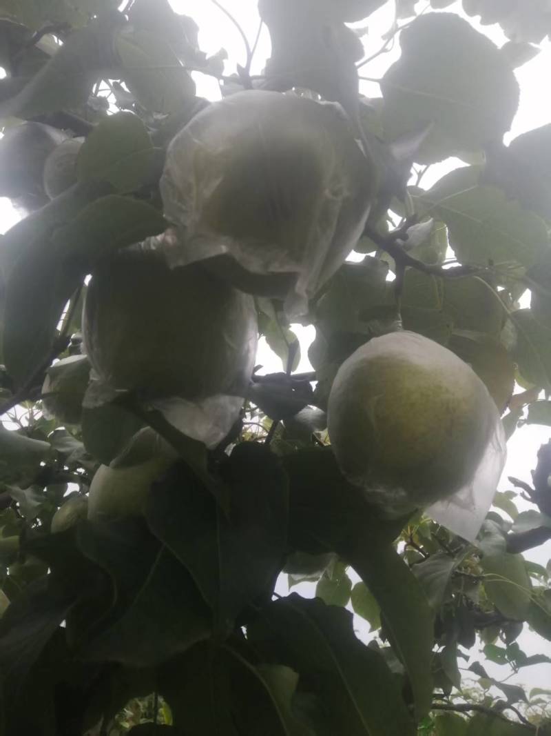 魏县鸭梨