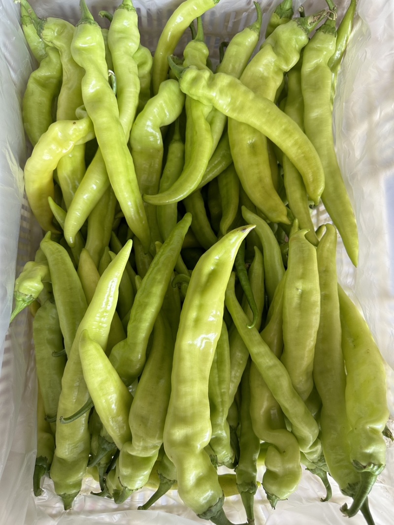 青黄皮尖椒，圆椒，方椒，线椒大量上市