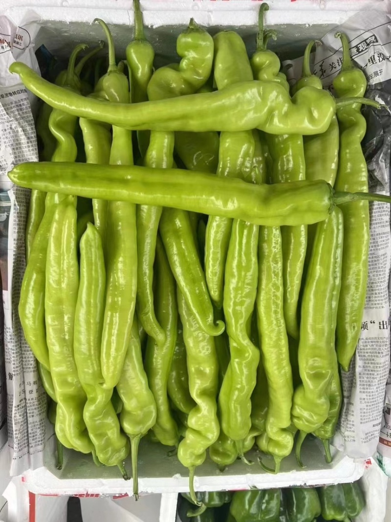 青黄皮尖椒，圆椒，方椒，线椒大量上市