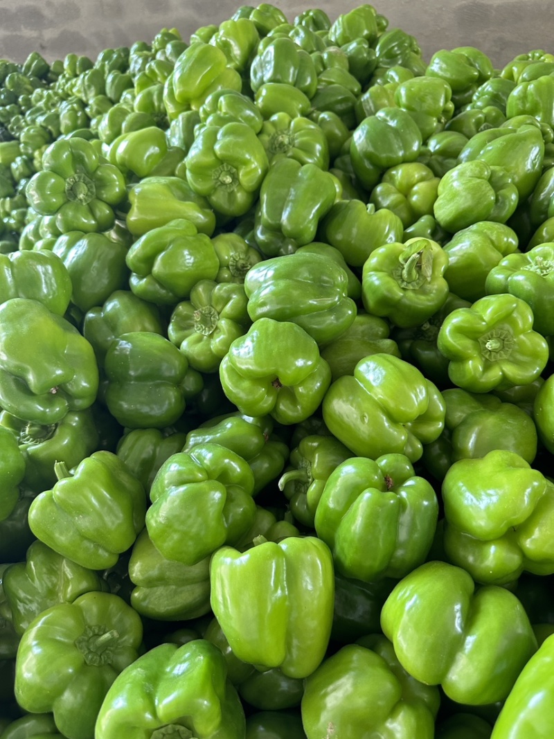 青黄皮尖椒，圆椒，方椒，线椒大量上市
