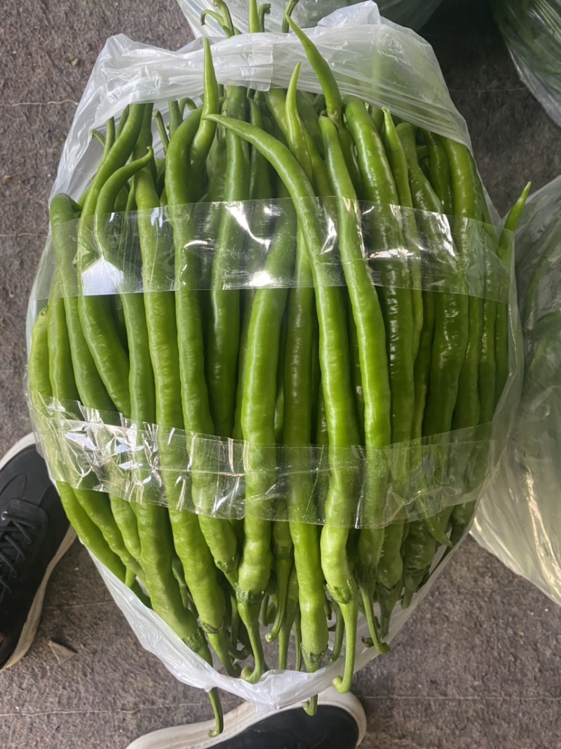 青黄皮尖椒，圆椒，方椒，线椒大量上市