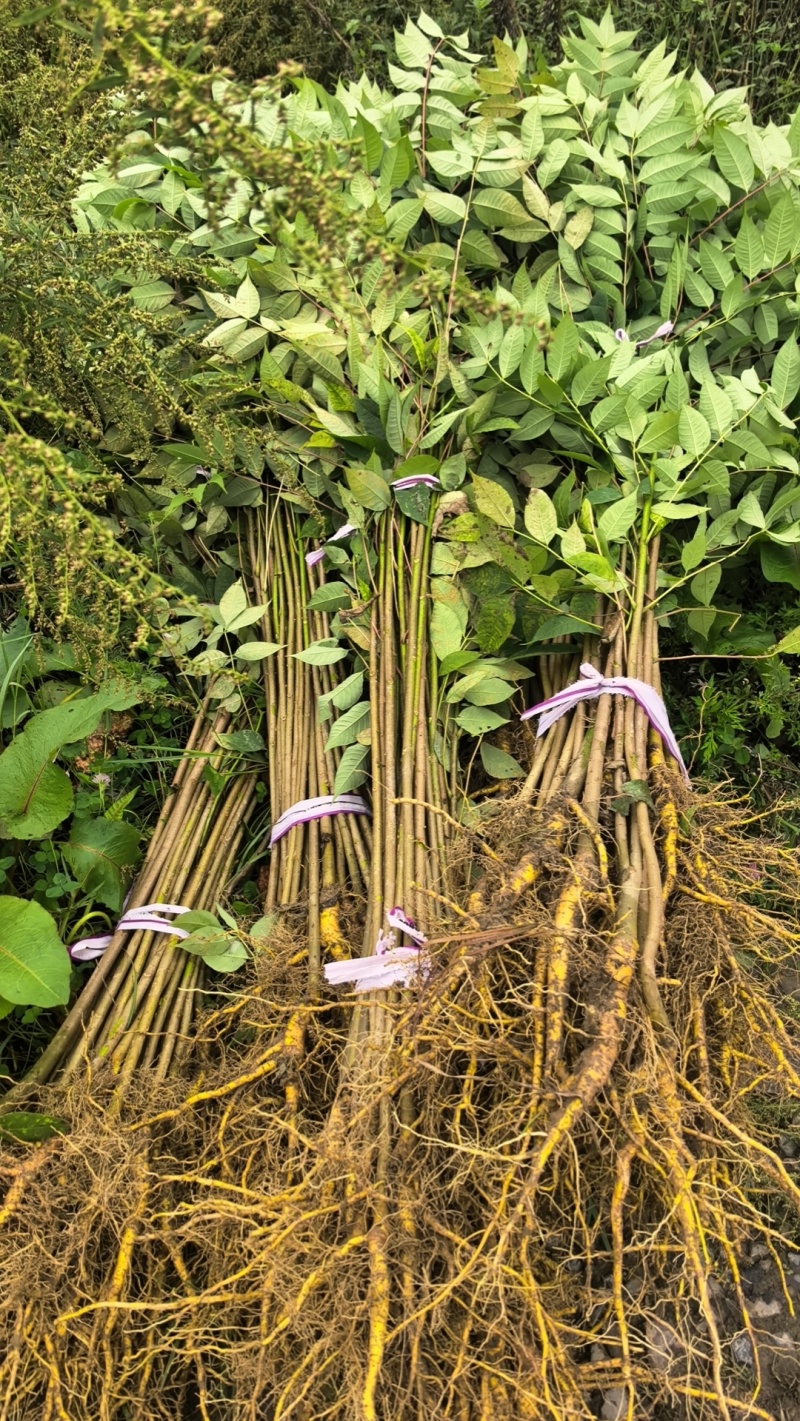 湖北厚皮黄柏苗产地直发规格全价格优欢迎全国老板前来选购