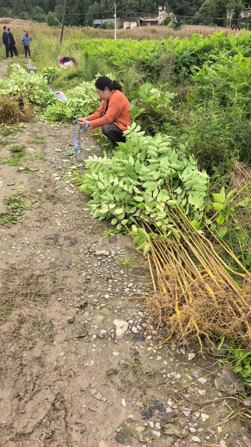 湖北厚皮黄柏苗产地直发规格全价格优欢迎全国老板前来选购