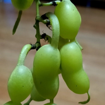 槐角