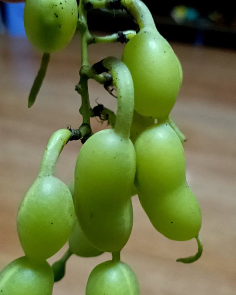 槐角