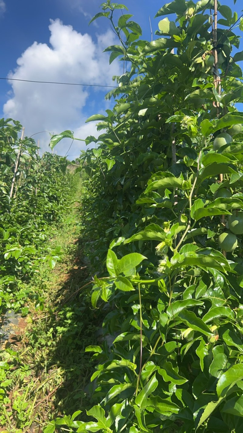 紫皮百香果，自己家基地种植上百亩，需要的联系，量大从优