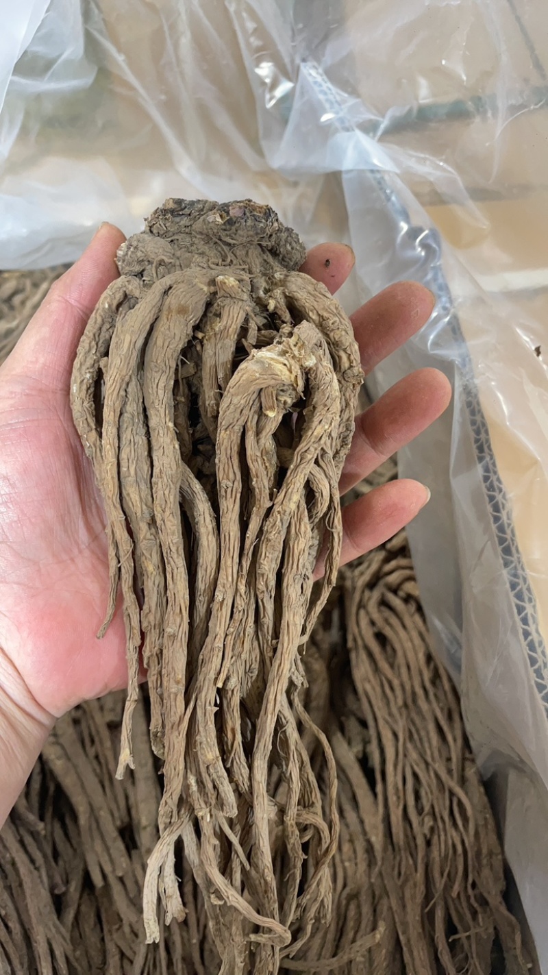 ￼无硫当归个子原装大中小一手货源长期供应