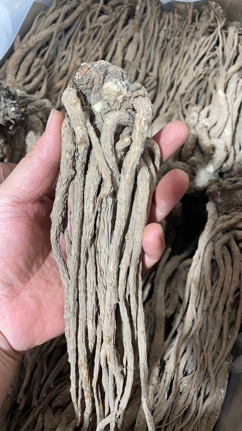 ￼无硫当归个子原装大中小一手货源长期供应