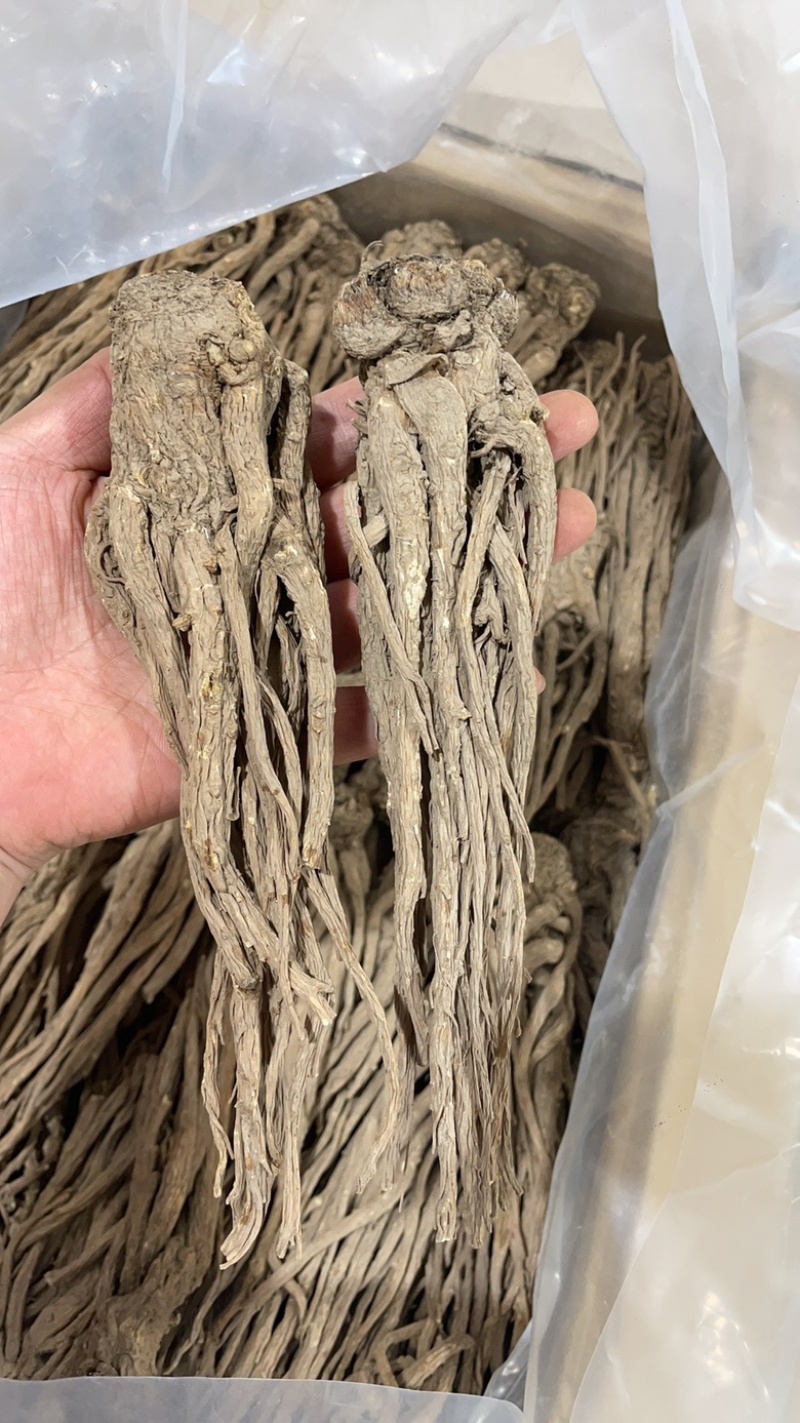 ￼无硫当归个子原装大中小一手货源长期供应