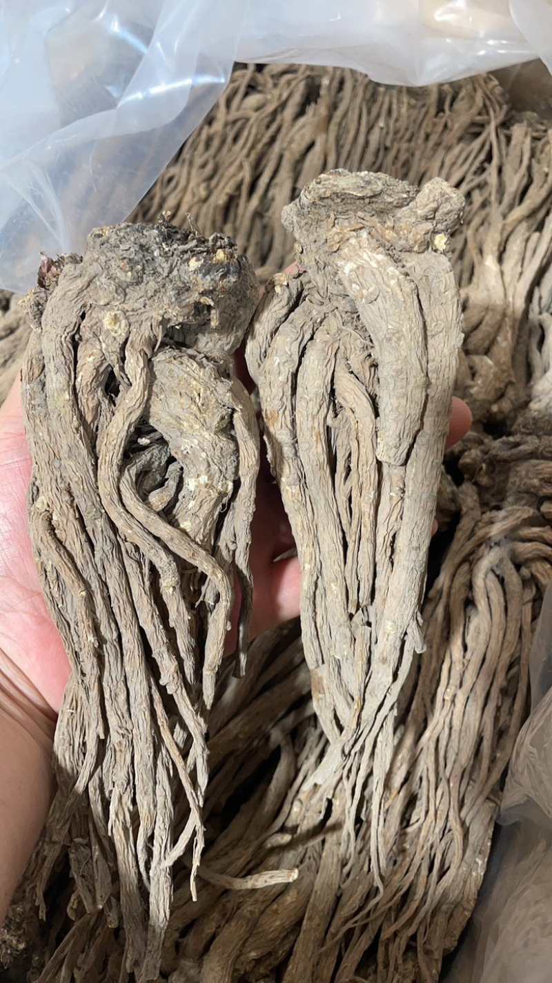 ￼无硫当归个子原装大中小一手货源长期供应