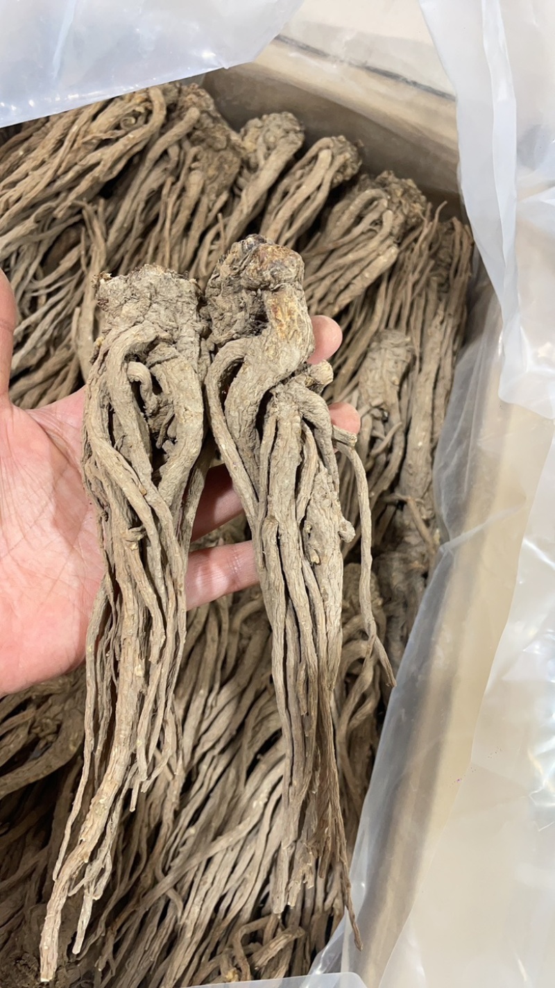 ￼无硫当归个子原装大中小一手货源长期供应